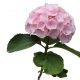 Impress Flowers Verena roze